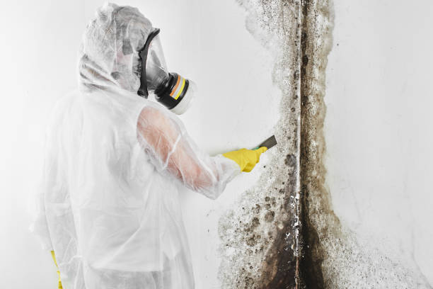 Best Toxic Mold Removal  in Oologah, OK