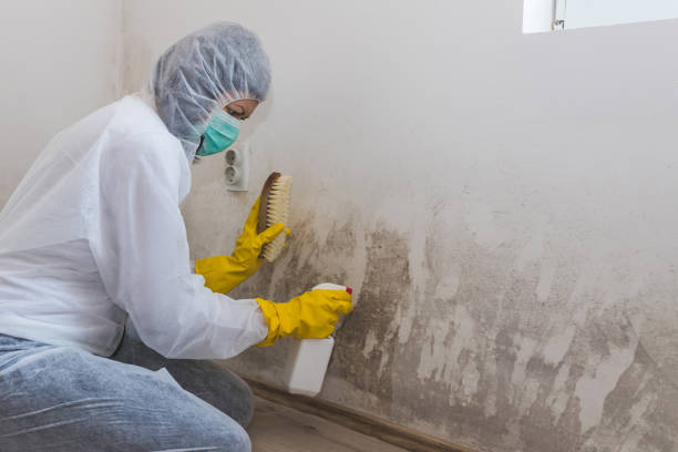 Best Toxic Mold Removal  in Oologah, OK