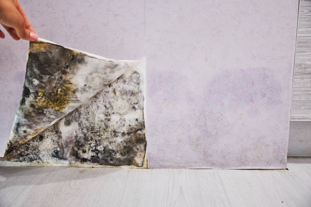 Reliable Oologah, OK Mold Removal Solutions